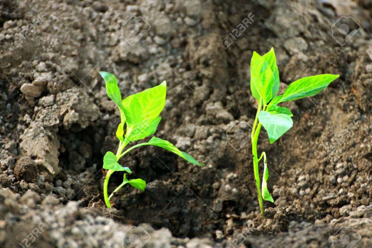Two seedlings.